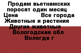 Продам вьетнамских поросят,один месяц › Цена ­ 3 000 - Все города Животные и растения » Другие животные   . Вологодская обл.,Вологда г.